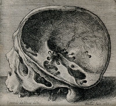 Cross-section of skull in profile view by Leonardo da Vinci